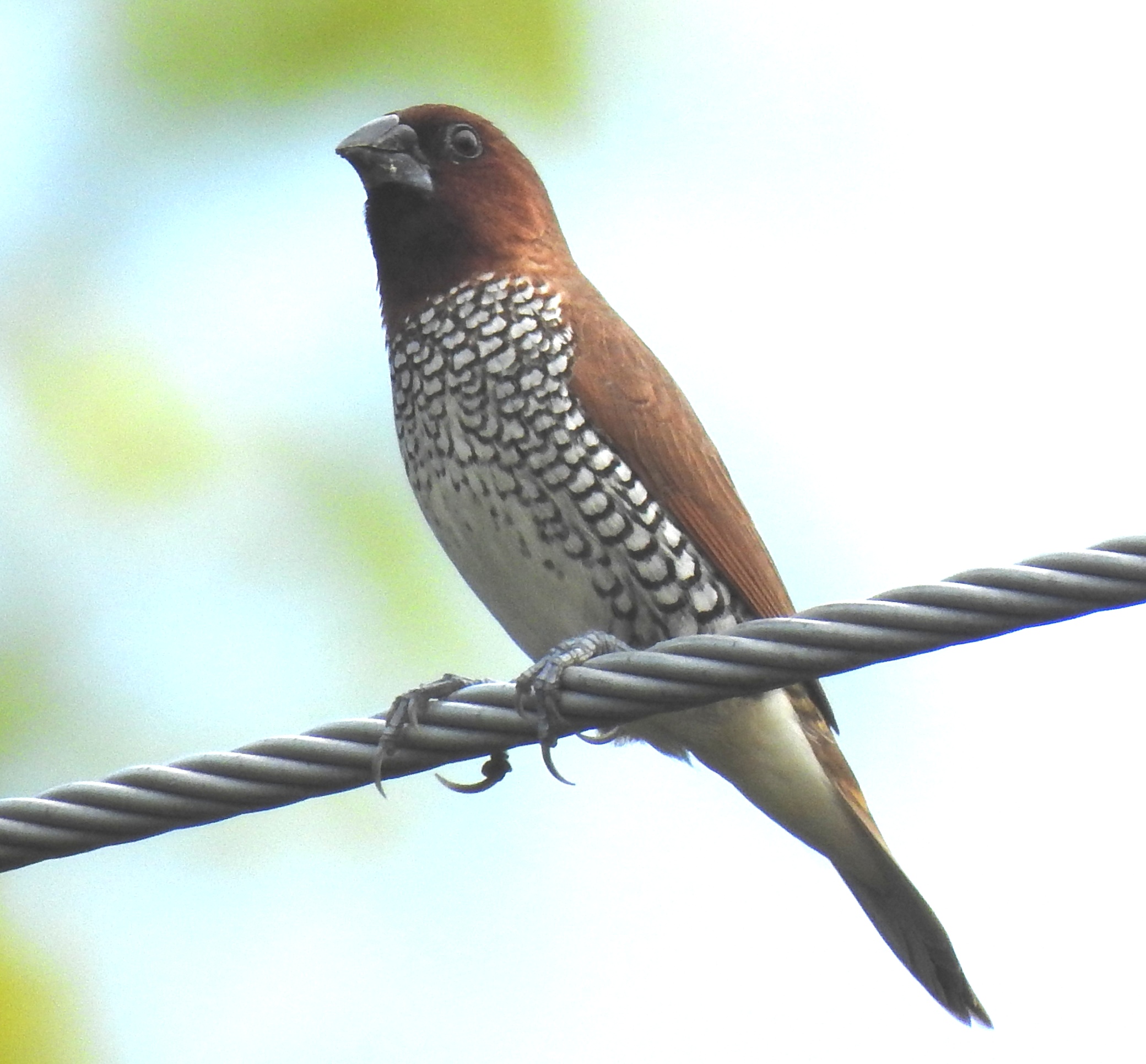 Scaly Breasted Munia (1) Coming Soon